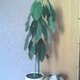 Šta učiniti ako listovi avokada pocrne i osuše